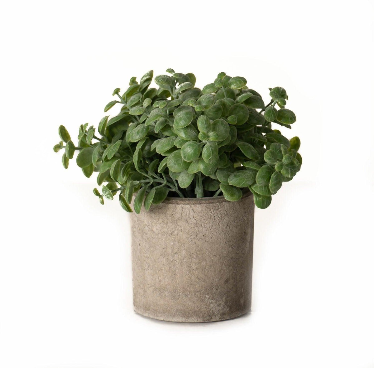 Basil Plant In Stone Effect Pot - Vookoo Lifestyle