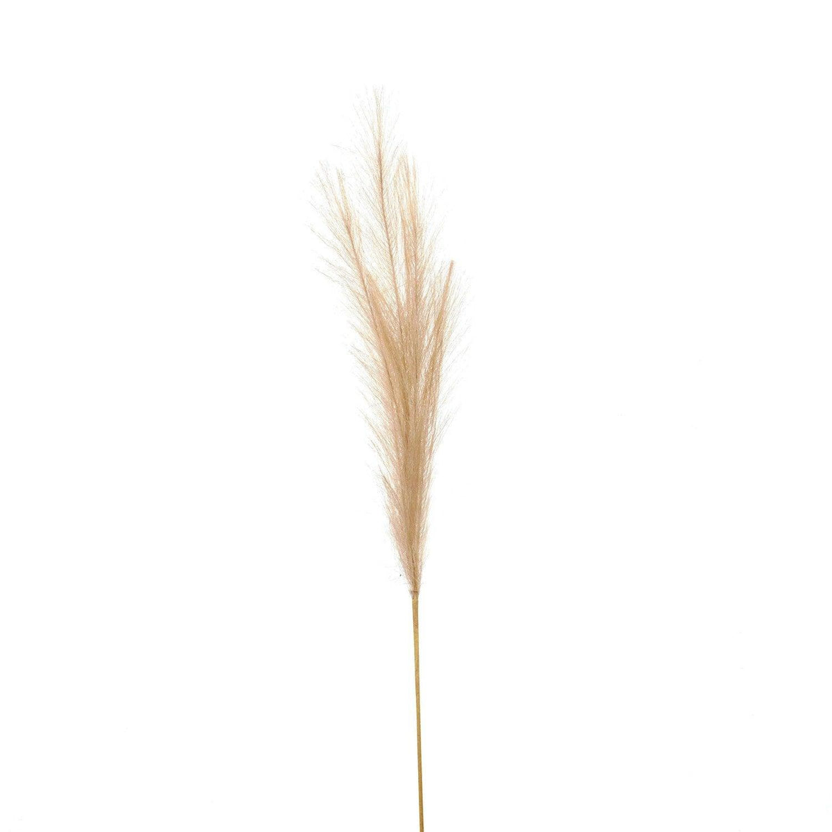 Bleached Faux Pampas Grass Stem - Vookoo Lifestyle