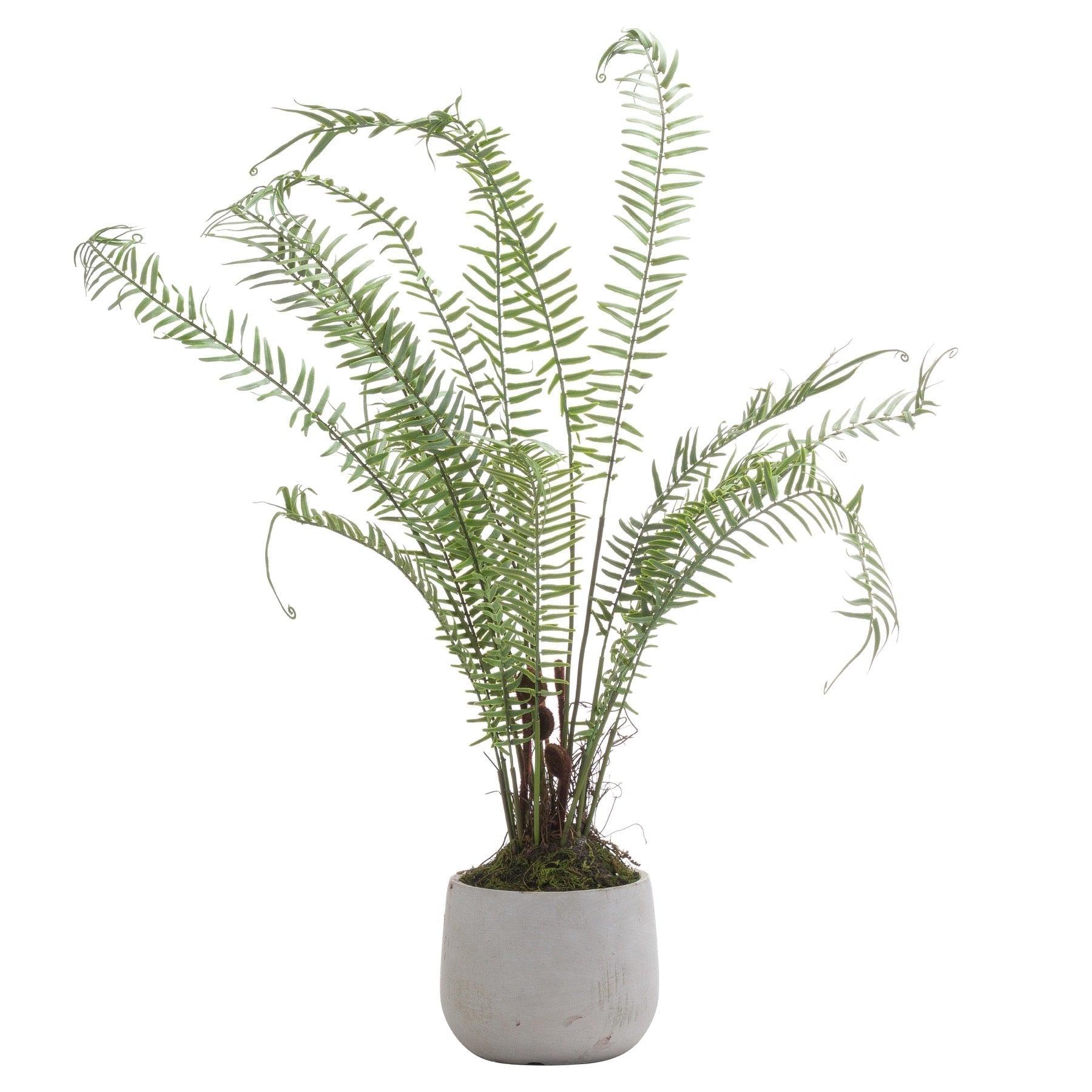 Boston Large Potted Fern - Vookoo Lifestyle