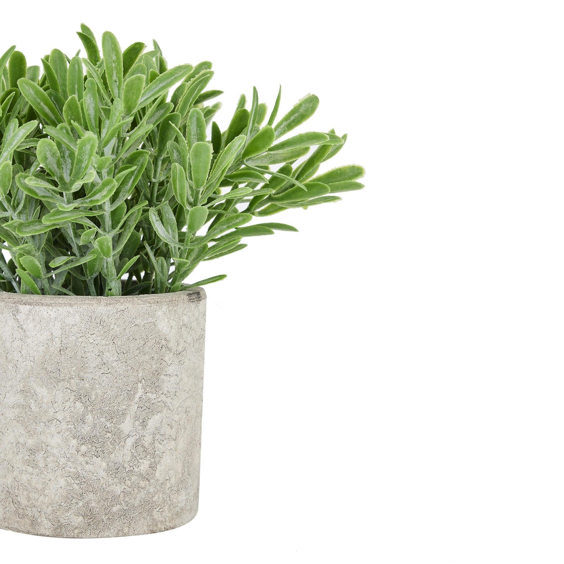 Buxus Plant In Stone Effect Pot - Vookoo Lifestyle
