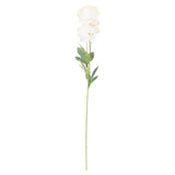 Cream Ranunculus - Vookoo Lifestyle