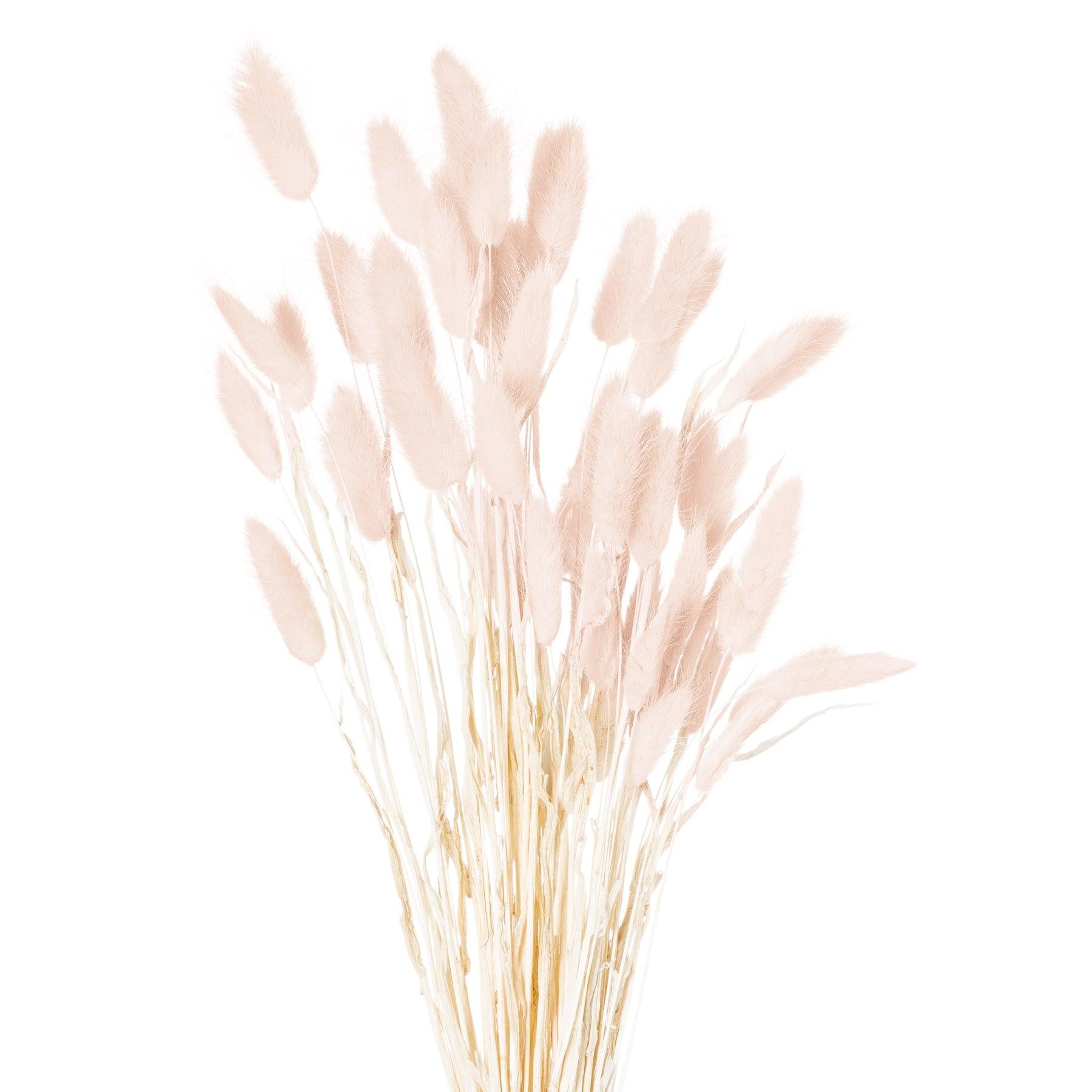 Dried Pale Pink Bunny Tail Bunch Of 40 - Vookoo Lifestyle