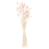 Dried Pale Pink Bunny Tail Bunch Of 40 - Vookoo Lifestyle