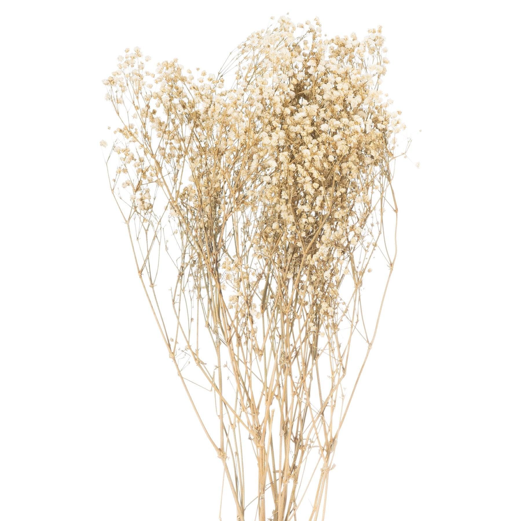 Dried White Babys Breath Bunch - Vookoo Lifestyle