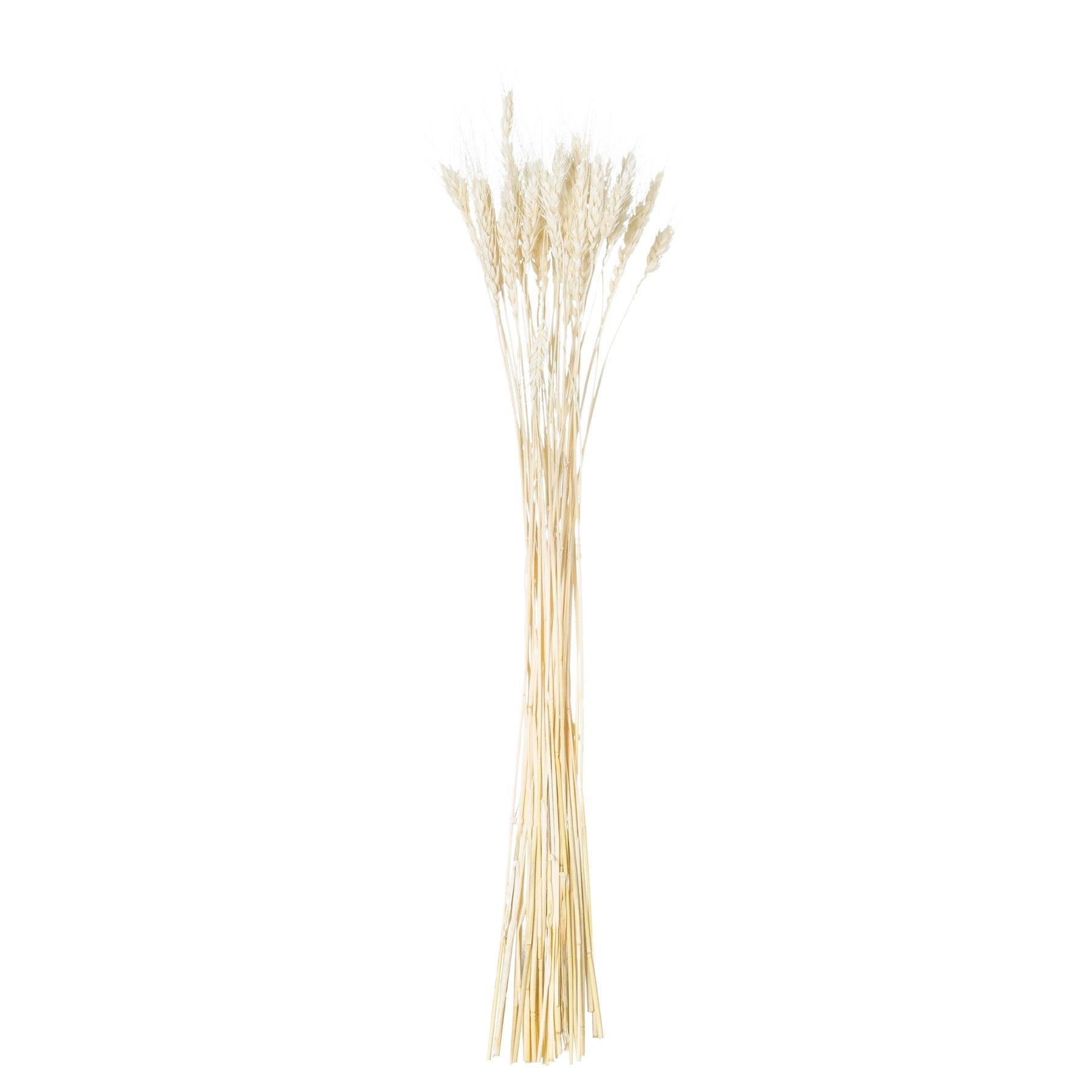 Dried White Wheat Bunch Of 20 - Vookoo Lifestyle