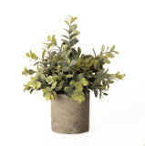 Eucalyptus Plant In Stone Effect Pot - Vookoo Lifestyle