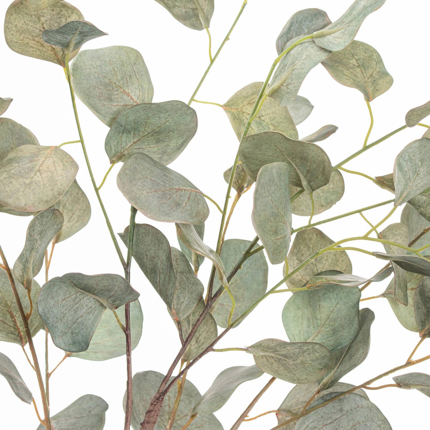 Eucalyptus Tree In Metallic Pot - Vookoo Lifestyle