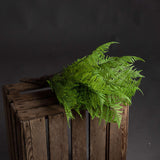 Green Fern Bunch - Vookoo Lifestyle