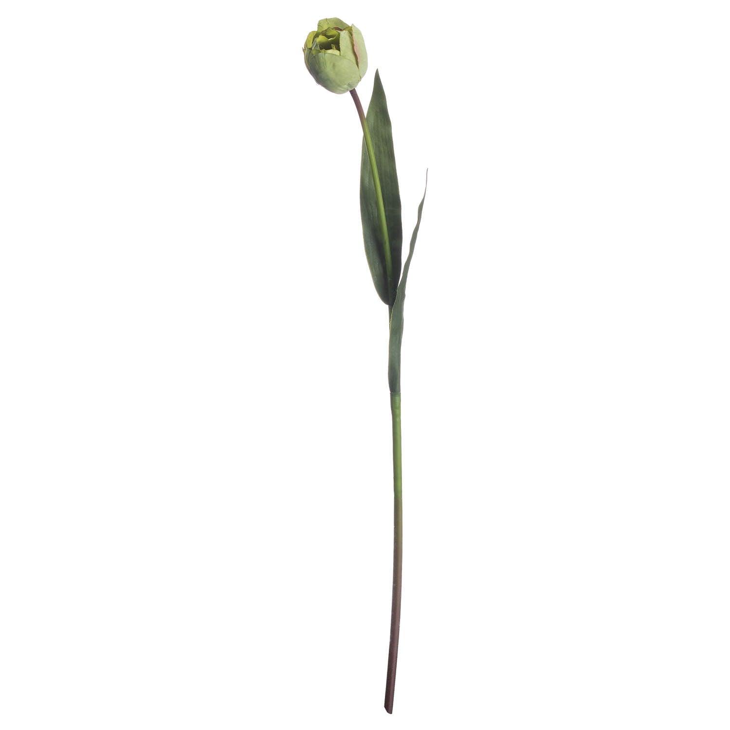Green Tulip - Vookoo Lifestyle