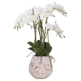 Large Stone Potted Orchid With Roots - Vookoo Lifestyle