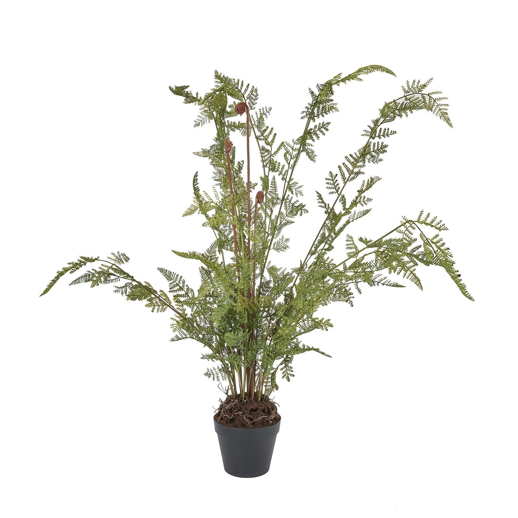 Large Tall Black Potted Fern - Vookoo Lifestyle