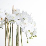 Large White Orchid In Glass Pot - Vookoo Lifestyle