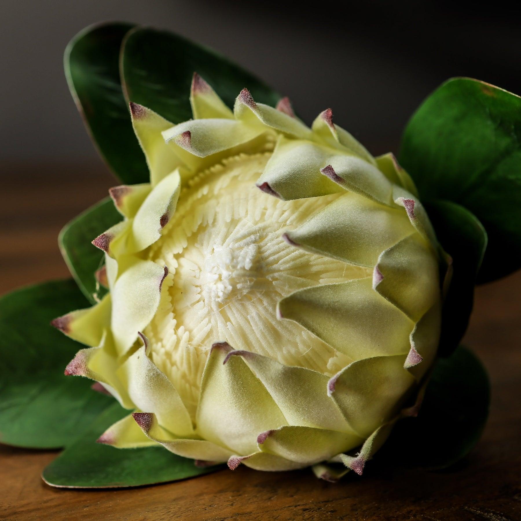 Large White Protea - Vookoo Lifestyle