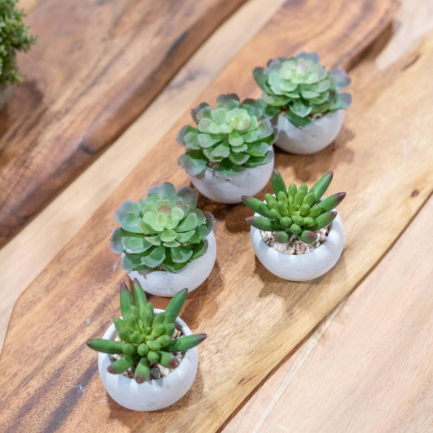 Miniature Lola Succulent In Cement Pot - Vookoo Lifestyle