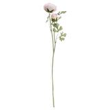 Pastel Pink Ranunculus - Vookoo Lifestyle