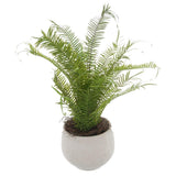 Potted Large Boston Fern - Vookoo Lifestyle