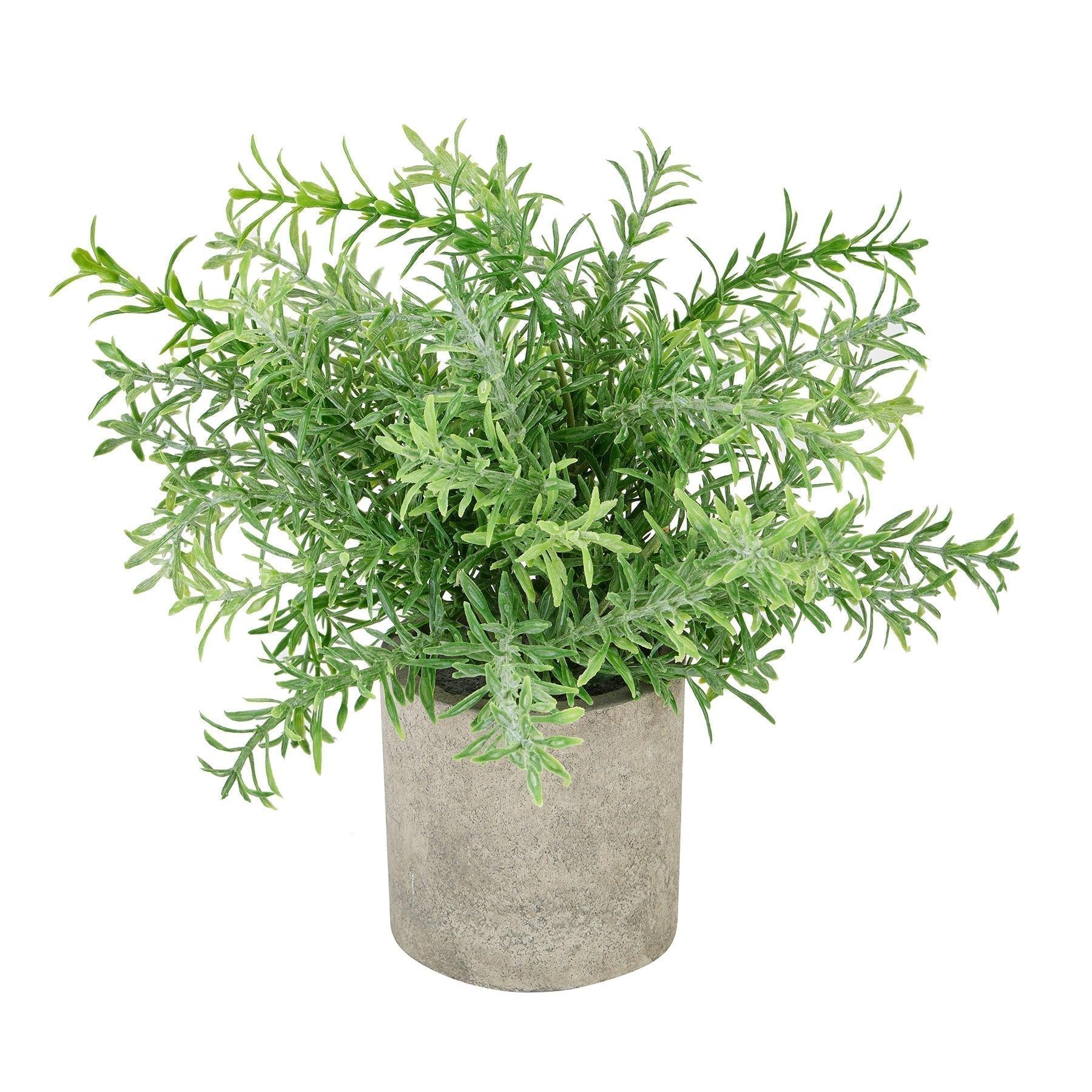 Rosemary Plant In Stone Effect Pot - Vookoo Lifestyle