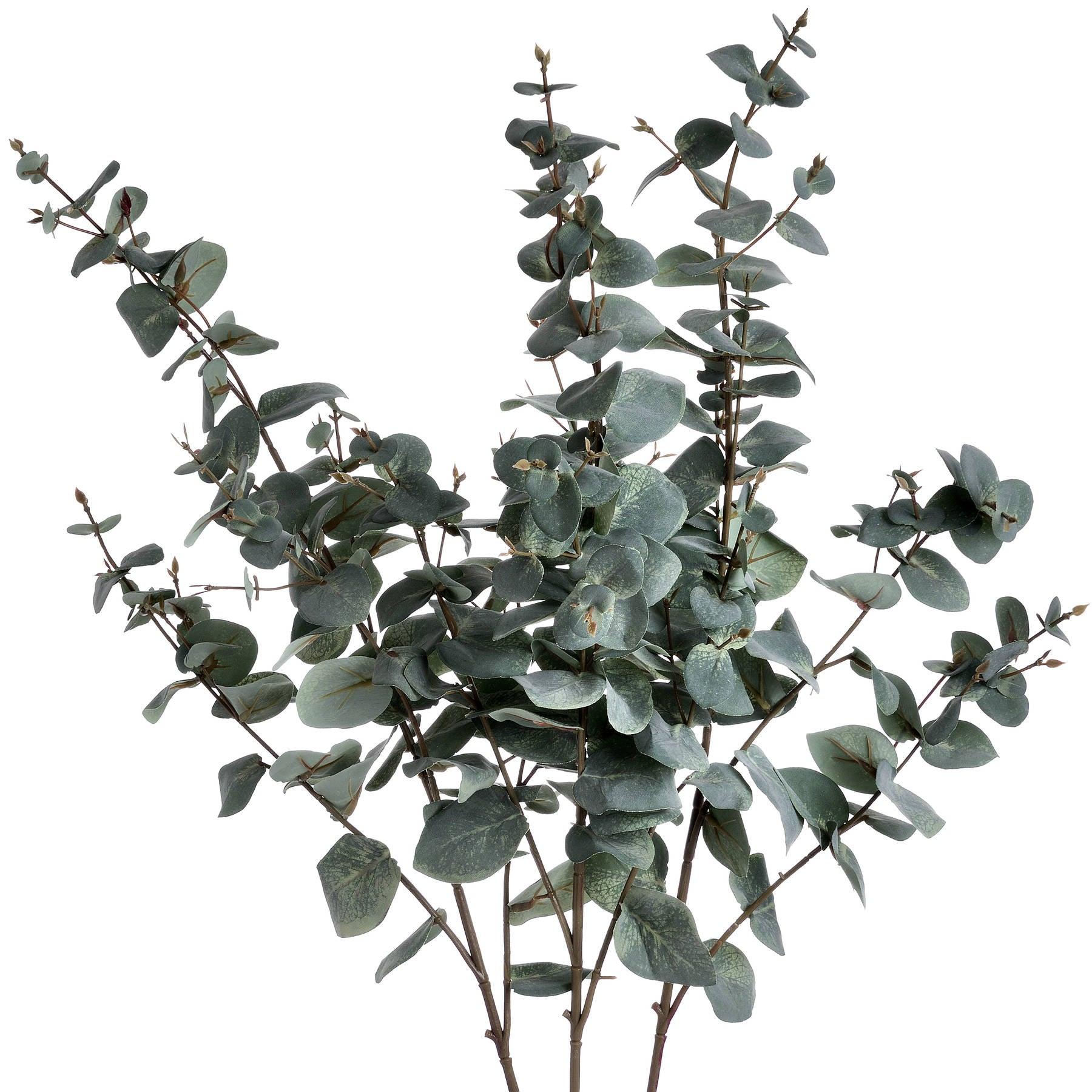 Variegated Eucalyptus - Vookoo Lifestyle