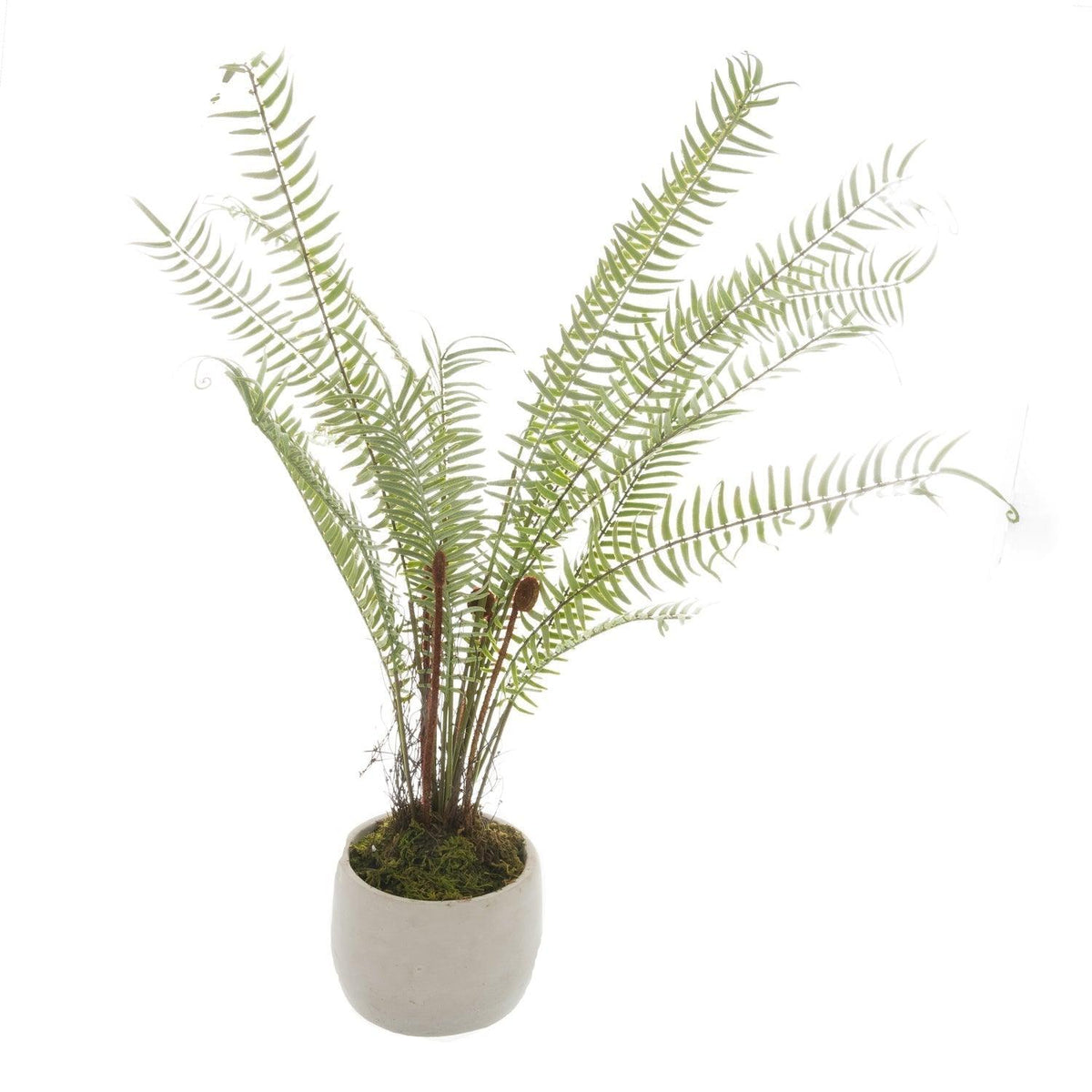White Potted Boston Fern - Vookoo Lifestyle
